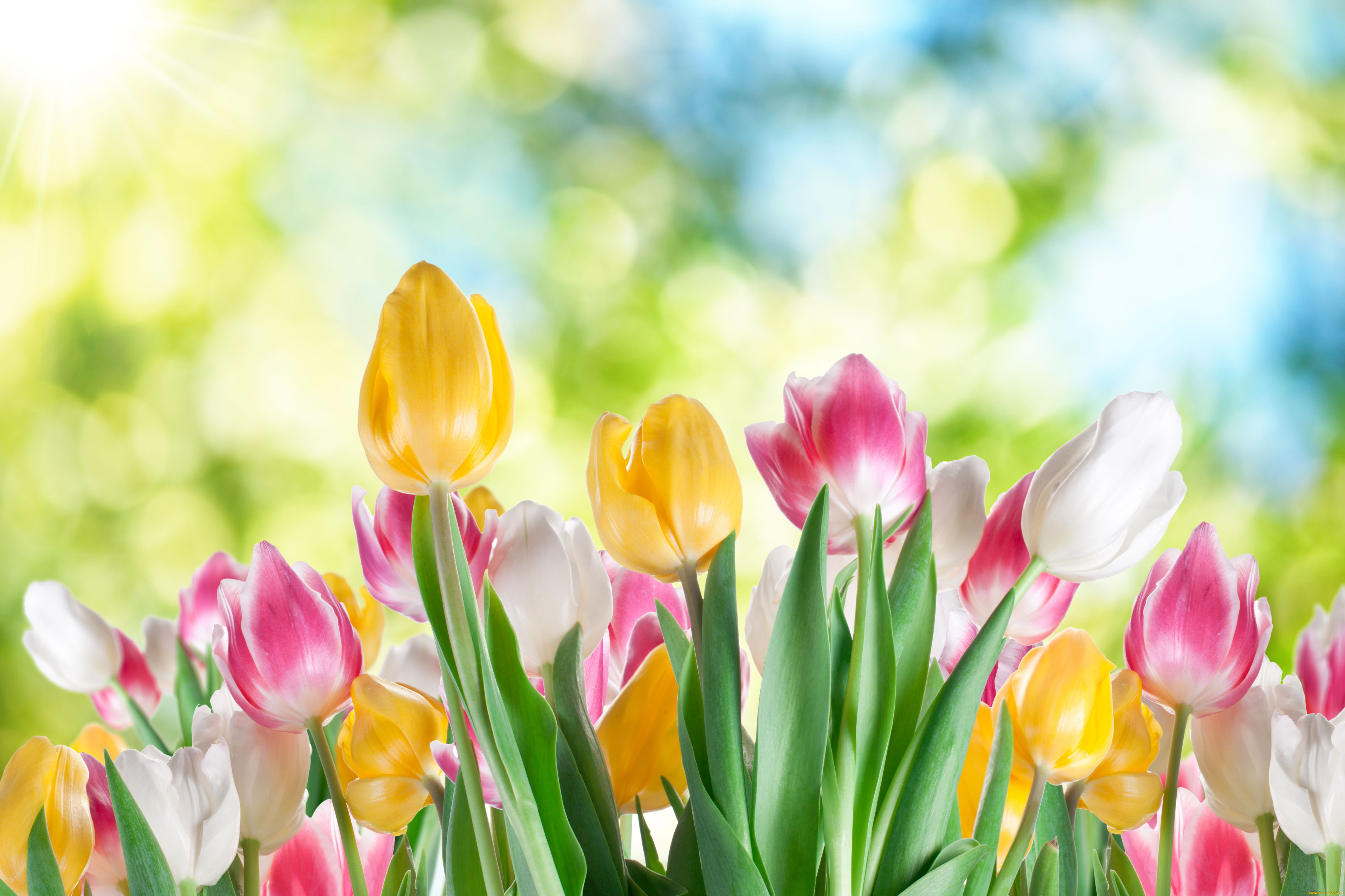 Хорошего дня тюльпаны картинки. Весенние цветы. Яркие весенние цветы. Весенние тюльпаны.